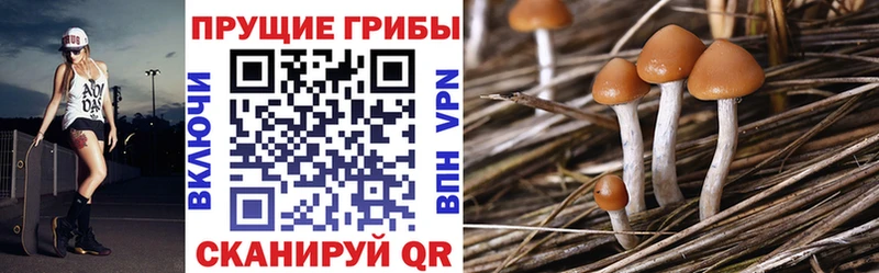 Псилоцибиновые грибы MAGIC MUSHROOMS  где продают наркотики  Первомайск 
